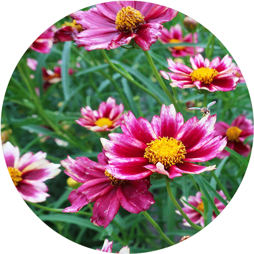 Pink and yellow Coreopsis blooms.